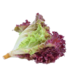 เรดคอรัล