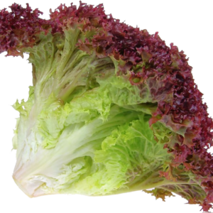 เรดคอรัล