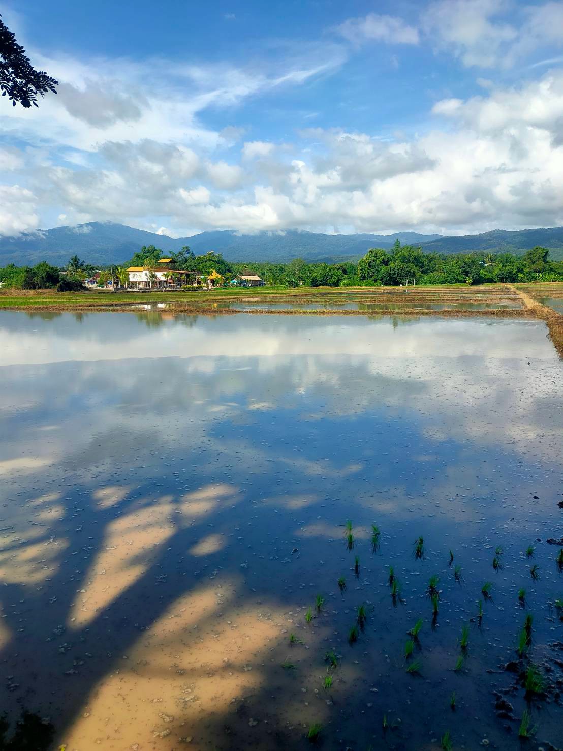 LINE_ALBUM_Rice transplanter 14-15.07.2026_260731_1