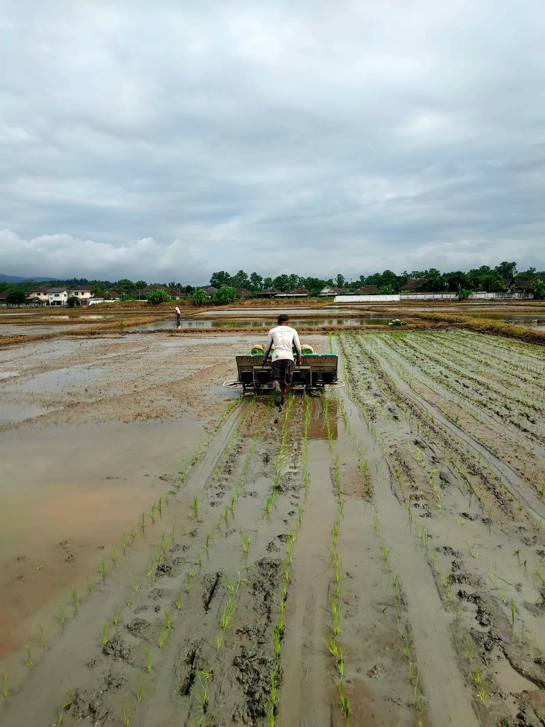 LINE_ALBUM_Rice transplanter 14-15.07.2026_260731_20
